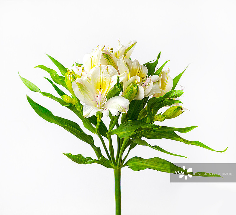 白色玫瑰的精致花朵，特写。图片素材