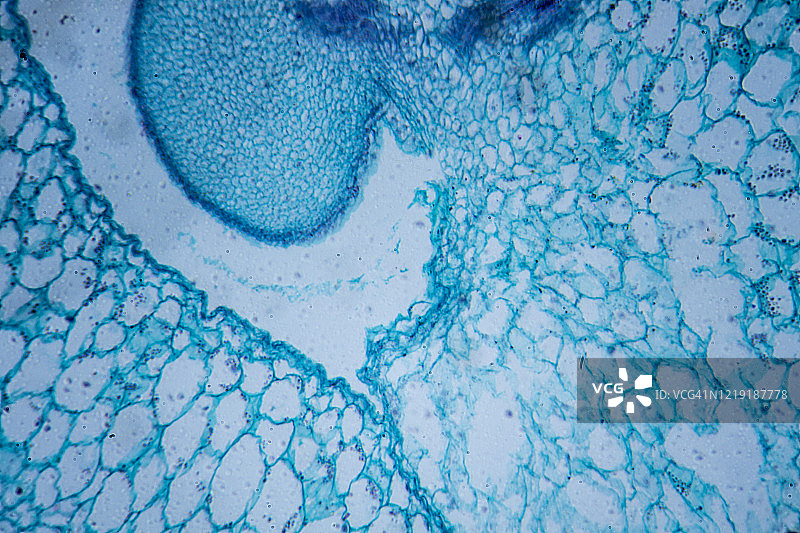 番茄果肉横截面的显微图像图片素材