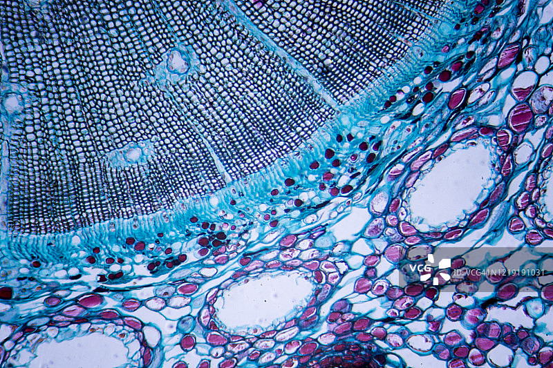 松树茎横截面显微图像图片素材