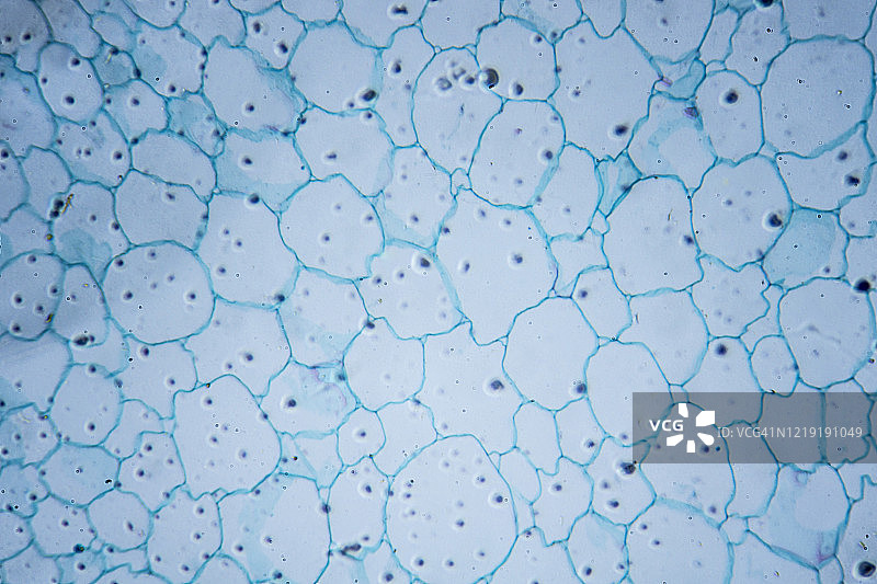 向日葵茎的横截面显微图像图片素材