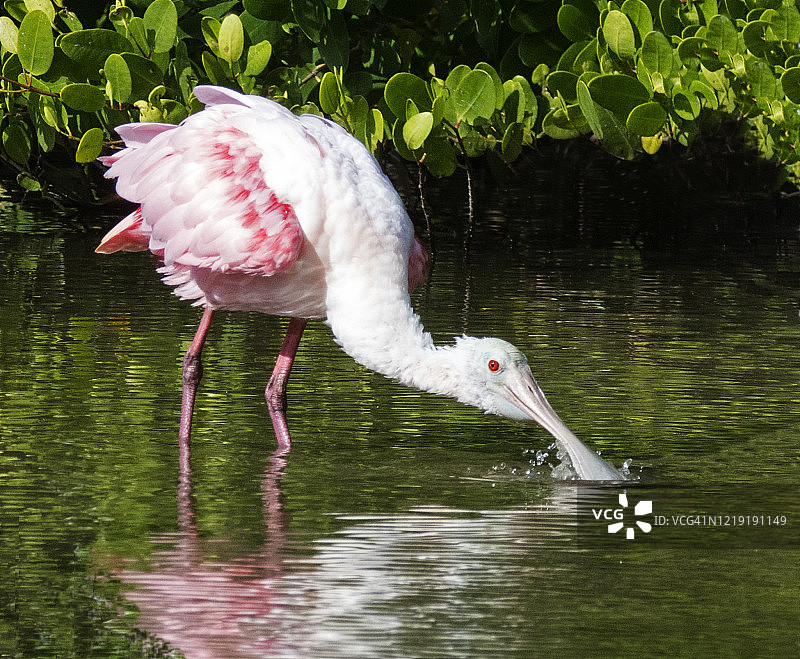 琵鹭觅食图片素材