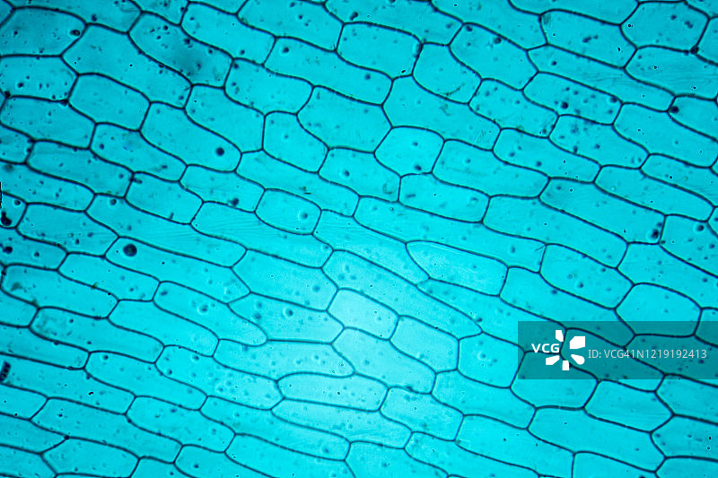 典型的植物细胞显微图像图片素材