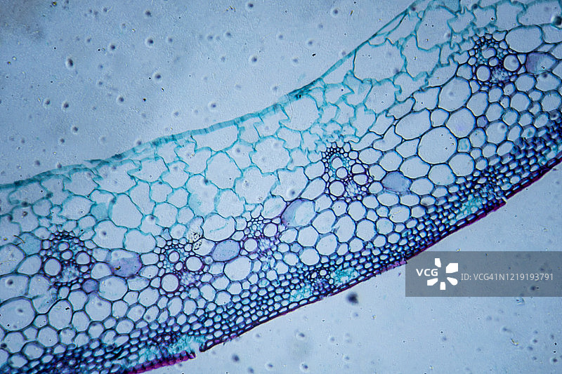 小麦茎横截面的微观图像图片素材
