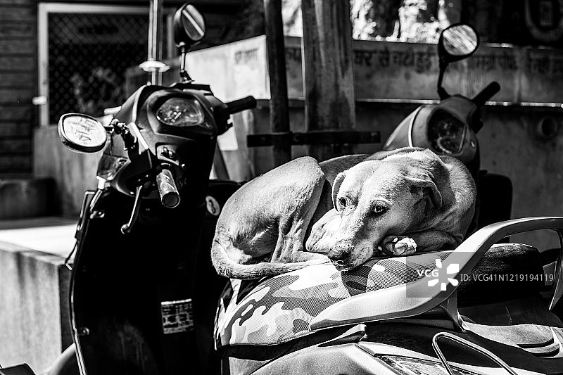 焦特布尔的骑自行车的小狗图片素材