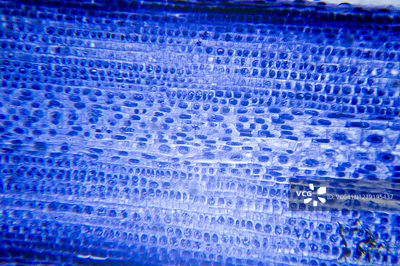 植物细胞有丝分裂横截面的微观图像图片素材