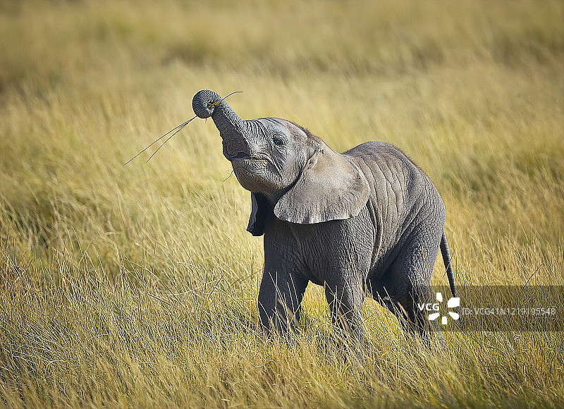 东非肯尼亚安博塞利国家公园在稀树草原学习吃草的小象图片素材