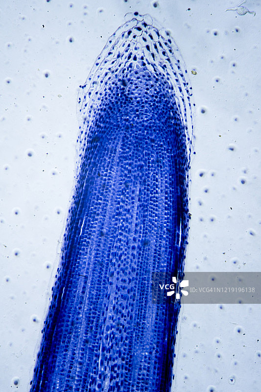 植物细胞有丝分裂横截面的微观图像图片素材