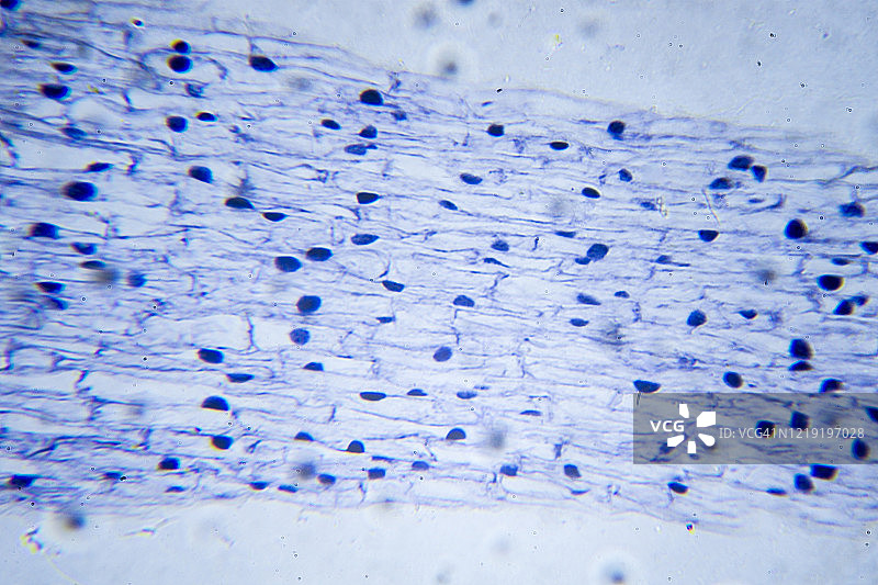 植物细胞有丝分裂横截面的微观图像图片素材