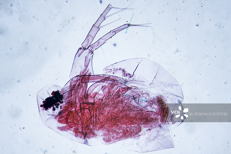 水蚤横截面显微图像图片素材