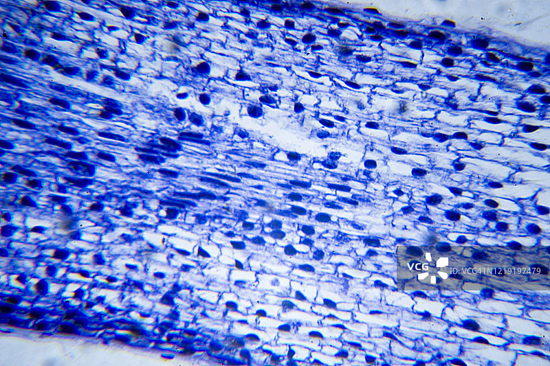 植物细胞有丝分裂横截面的微观图像图片素材