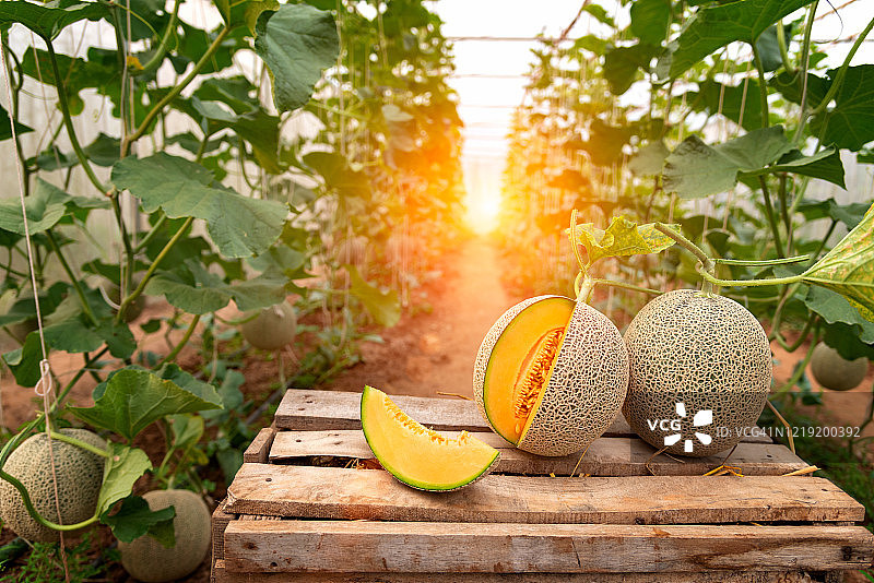 日本西瓜或甜瓜图片素材