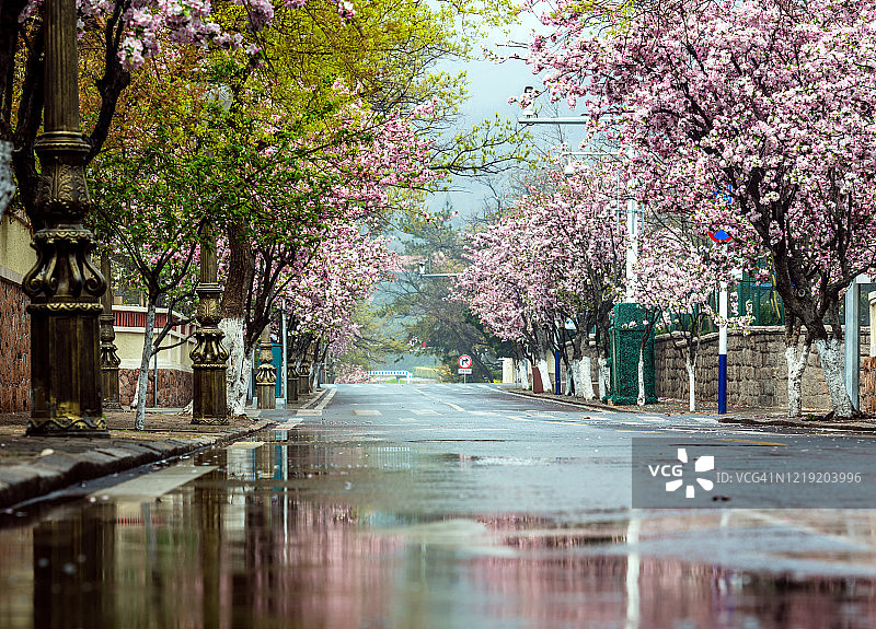 盛开的秋海棠图片素材