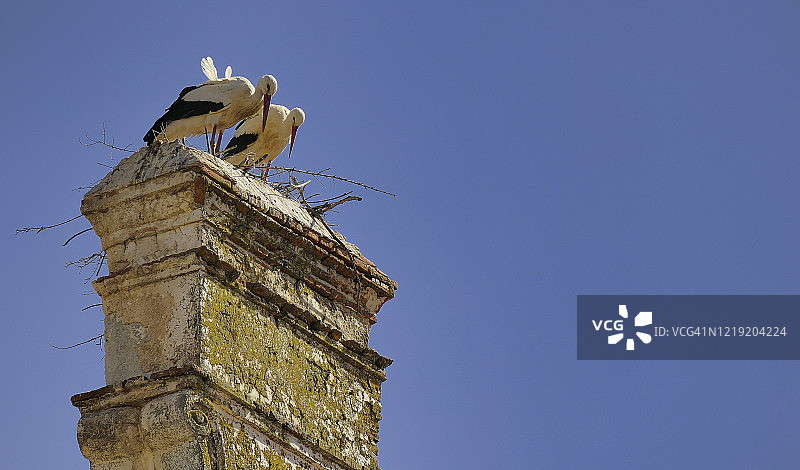 一对白鹳在特鲁希略塔顶筑巢图片素材