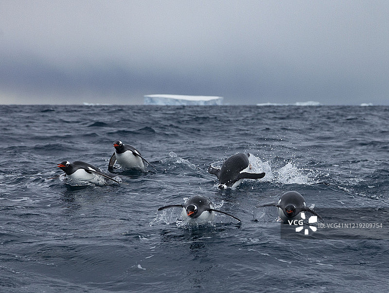 南极洲的巴布亚企鹅图片素材