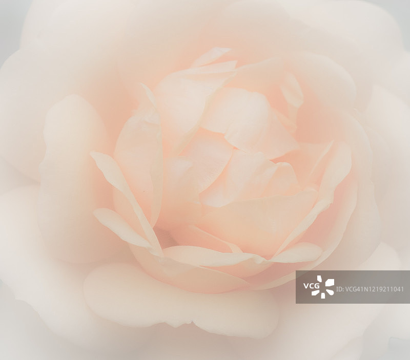 梦幻柔和的桃色玫瑰特写图片素材