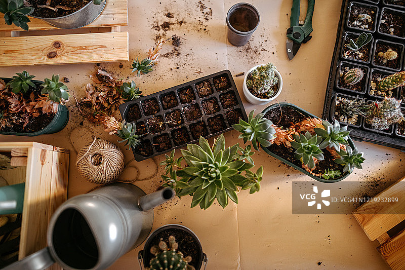 木桌上的仙人掌植物和喷壶图片素材