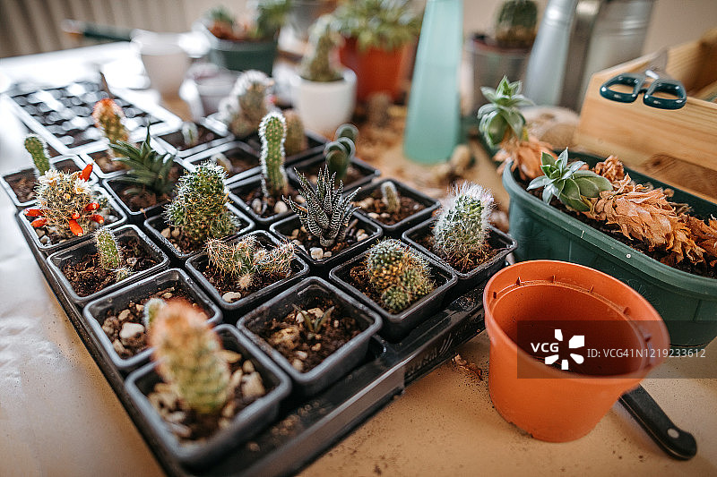 小型盆栽仙人掌图片素材