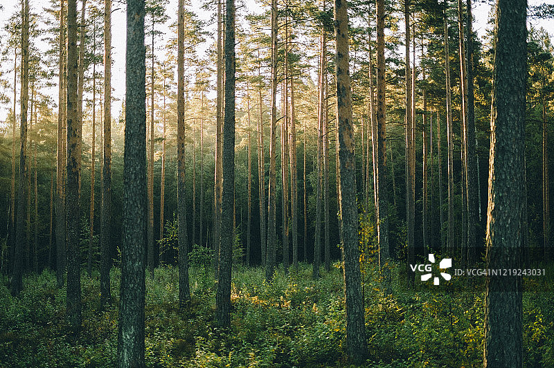 日出时分的松树林，索格恩斯瓦恩，奥斯陆图片素材