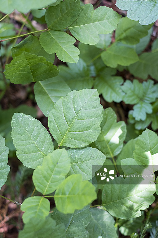 树林中的绿毒橡树图片素材
