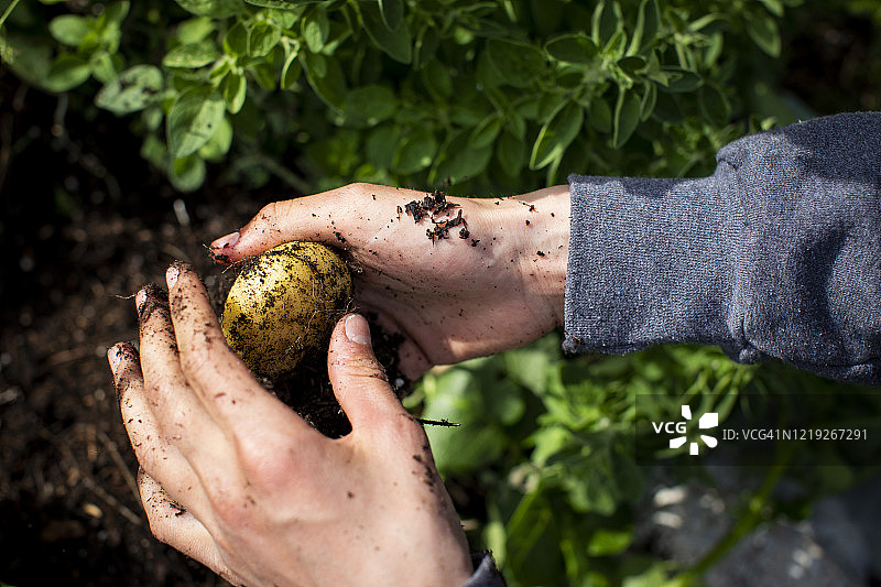 在家庭菜园里用手从土壤中挖出土豆图片素材