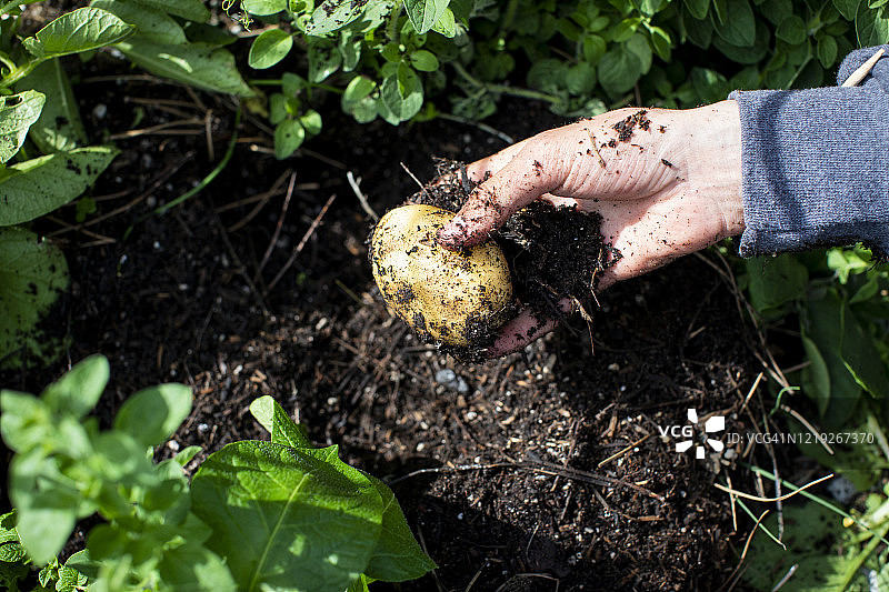 在家庭菜园里用手从土壤中挖出土豆图片素材
