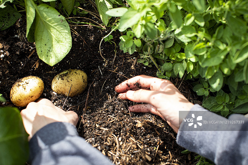 在家庭菜园里用手从土壤中挖出土豆图片素材