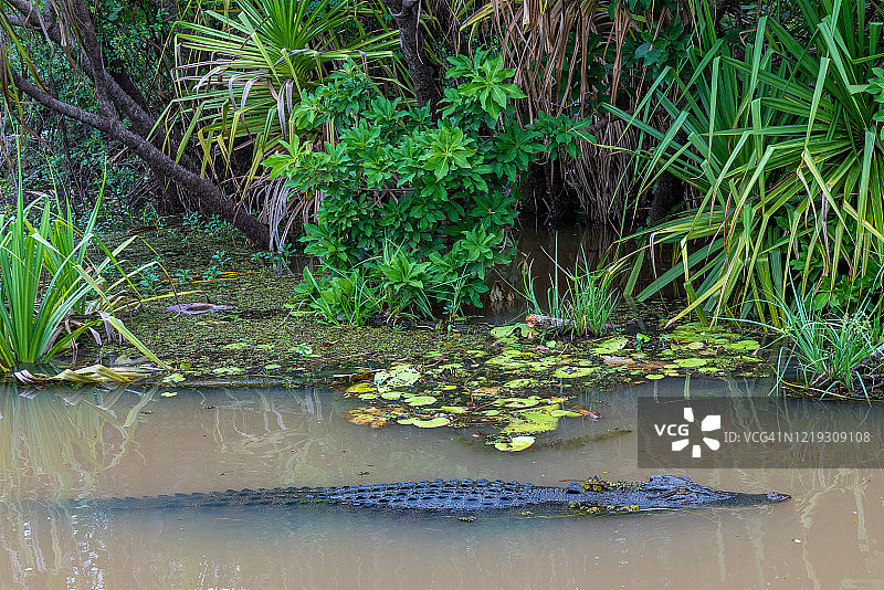 澳大利亚北部地区咸水鳄图片素材