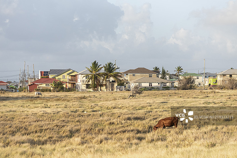 巴巴多斯岛草地上吃草的奶牛图片素材
