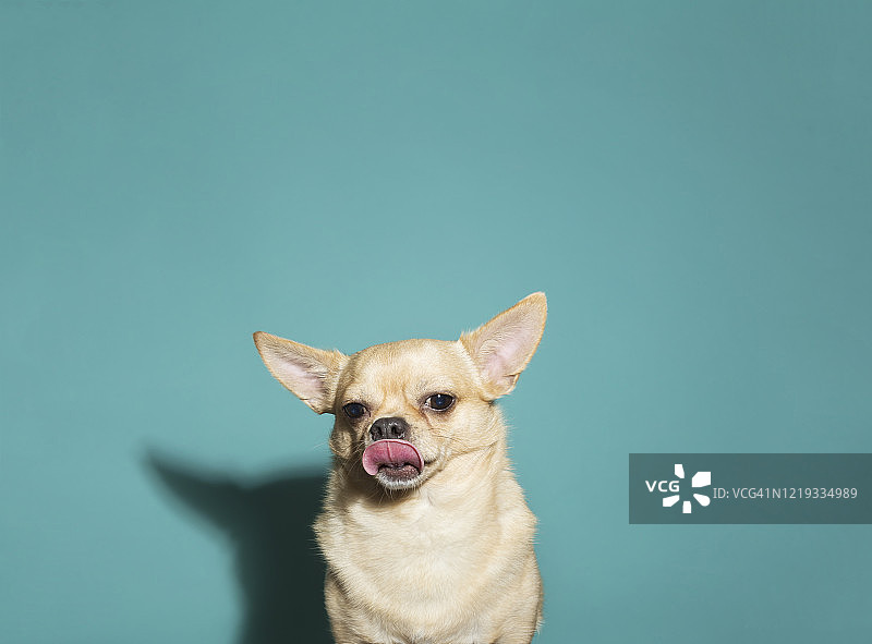 吉娃娃舔鼻子的特写，水蓝色背景图片素材