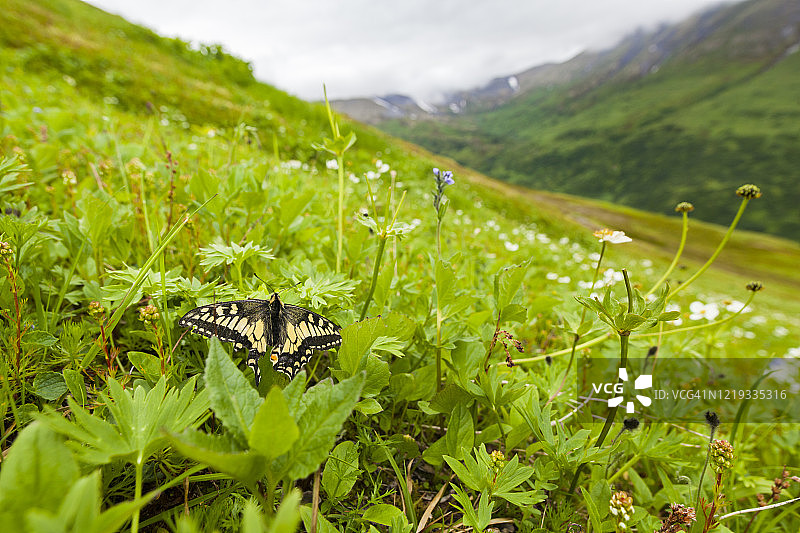 阿拉斯加科珀山，草甸中的蝴蝶图片素材