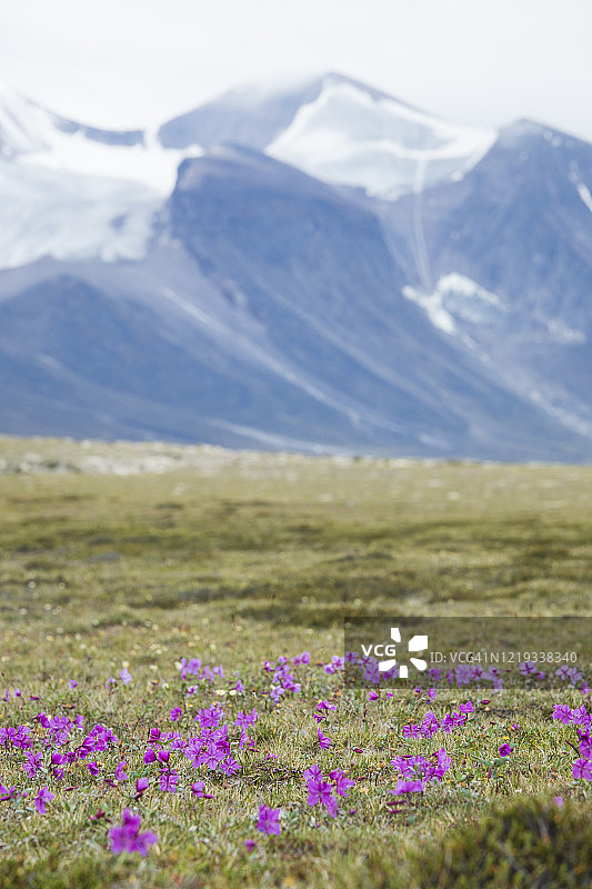 巴芬岛阿克夏克山口的阿尔卑斯山花图片素材