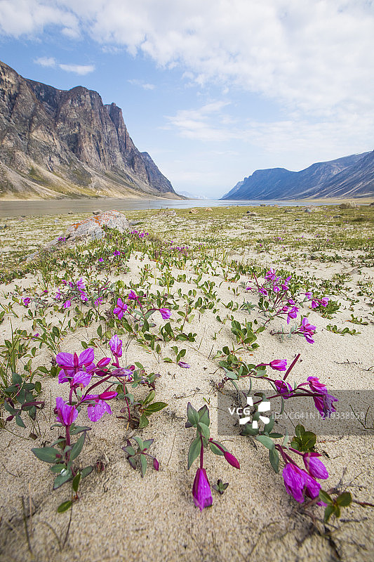 阿uyuittuq国家公园Akshayak山口盛开的紫色花朵图片素材