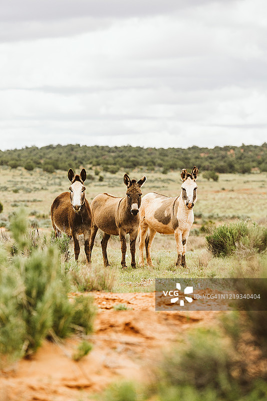 犹他州土地上三只盯着镜头的野驴图片素材