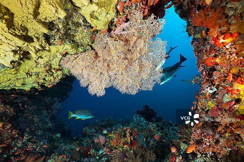 从科莫多国家公园的水下洞穴向外看图片素材