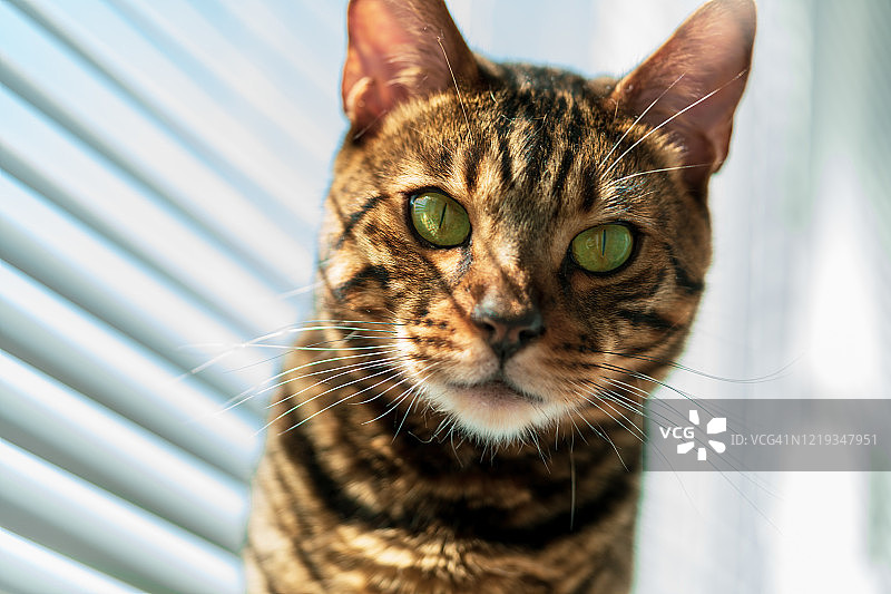 阳光照耀下，坐在窗台上的绿眼孟加拉猫图片素材