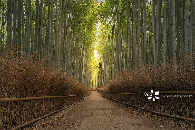 日本京都岚山夏日清晨竹林图片素材