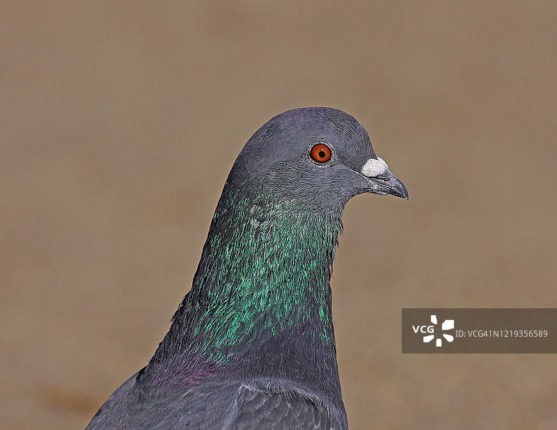 野生鸽子图片素材