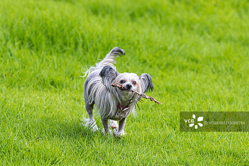 中国冠毛犬在公园里玩耍图片素材
