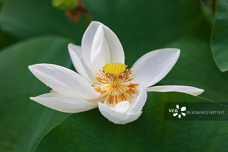 白色的莲花图片素材