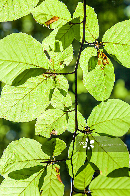 春天逆光山毛榉树叶图片素材