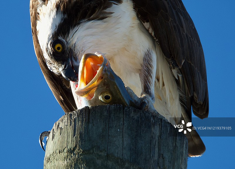 鱼鹰正在吃斑点海鳟图片素材