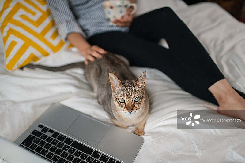 宠物猫和主人在床上看电视图片素材