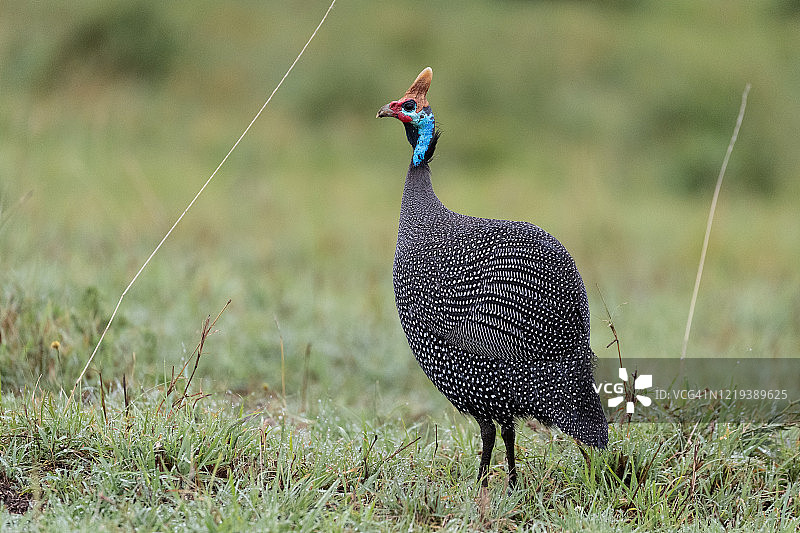 盔珠鸡图片素材