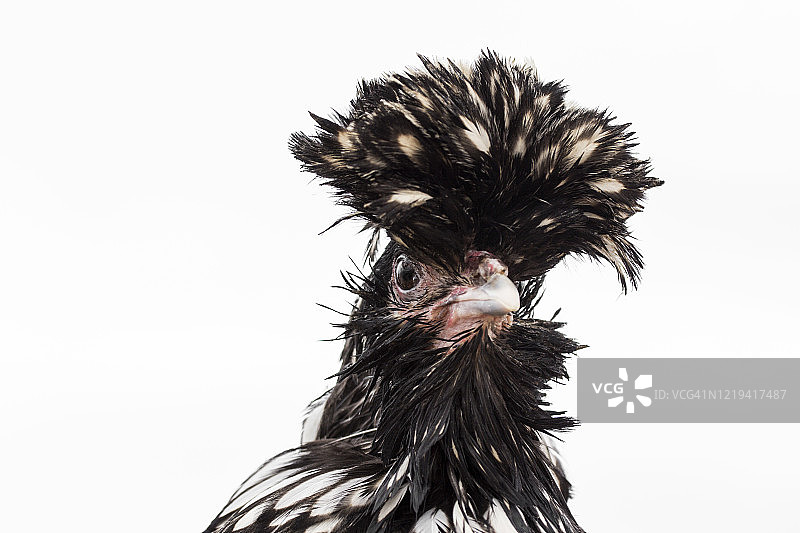 母鸡肖像图片素材