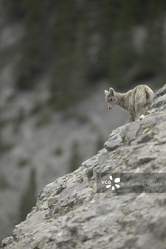 大角羊幼崽图片素材