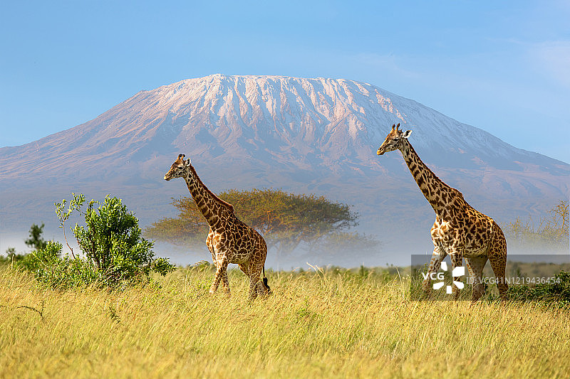 清晨的雾中乞力马扎罗山和金合欢树与长颈鹿图片素材