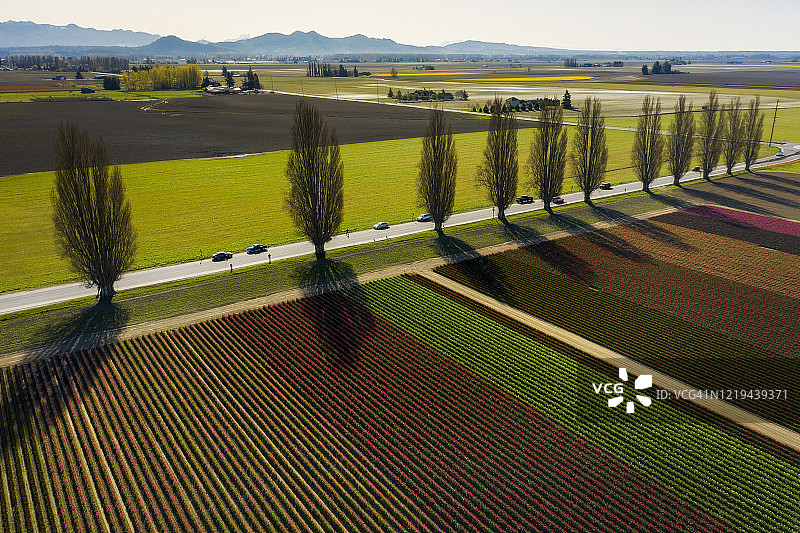 华盛顿州斯卡吉特河谷的郁金香花田航拍景观图片素材