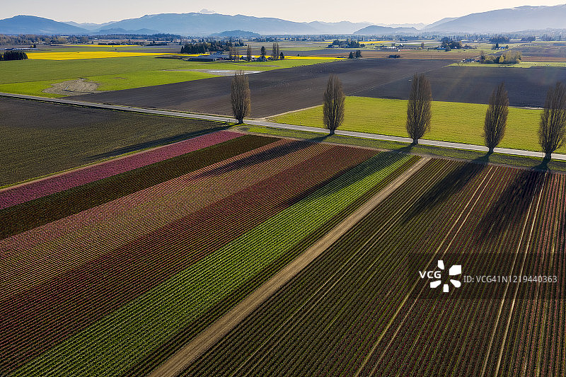 华盛顿州斯卡吉特河谷的郁金香花田航拍景观图片素材