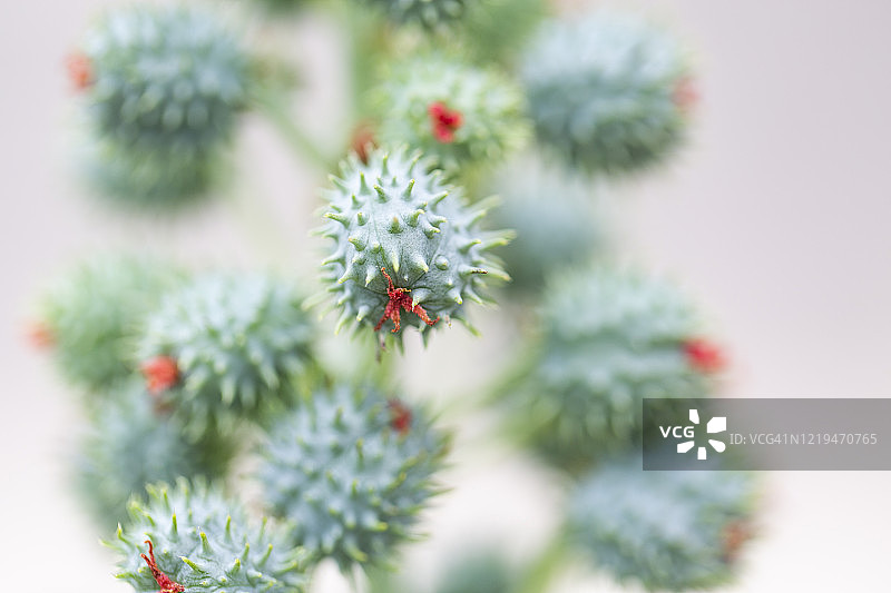 蓖麻籽图片素材