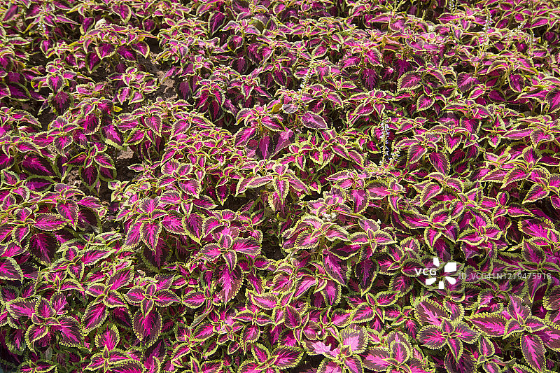 锦紫苏图片素材